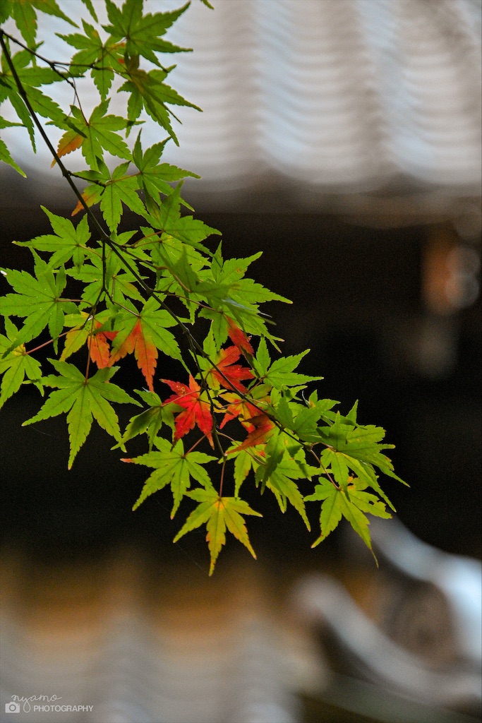 f:id:NYAMOTAMO:20211124222658j:plain