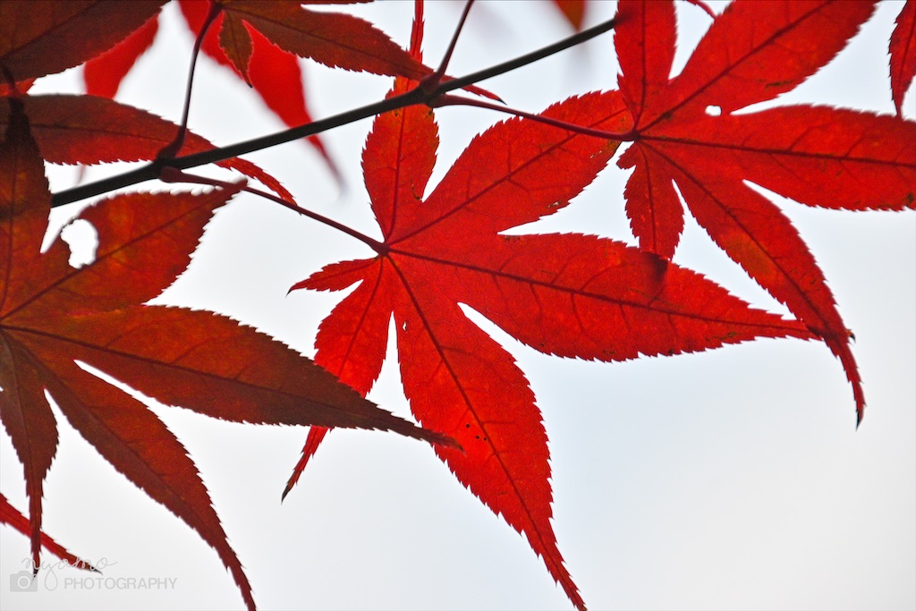 f:id:NYAMOTAMO:20211124222732j:plain