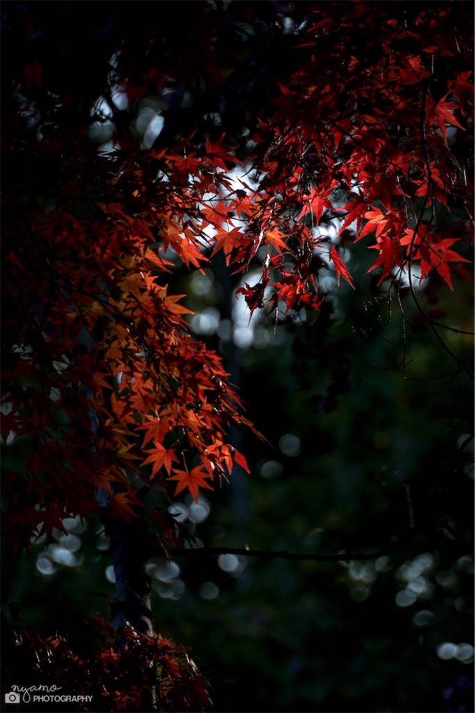 f:id:NYAMOTAMO:20221210224853j:image f:id:NYAMOTAMO:20221210224853j:image