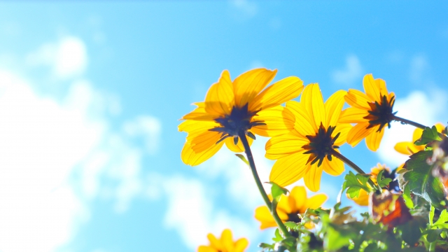 f:id:N_migratorybird:20210608205914j:plain