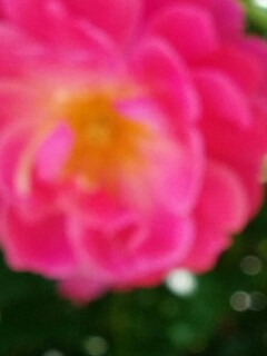 f:id:Na-lani:20170530220833j:plain f:id:Na-lani:20170530220833j:plain