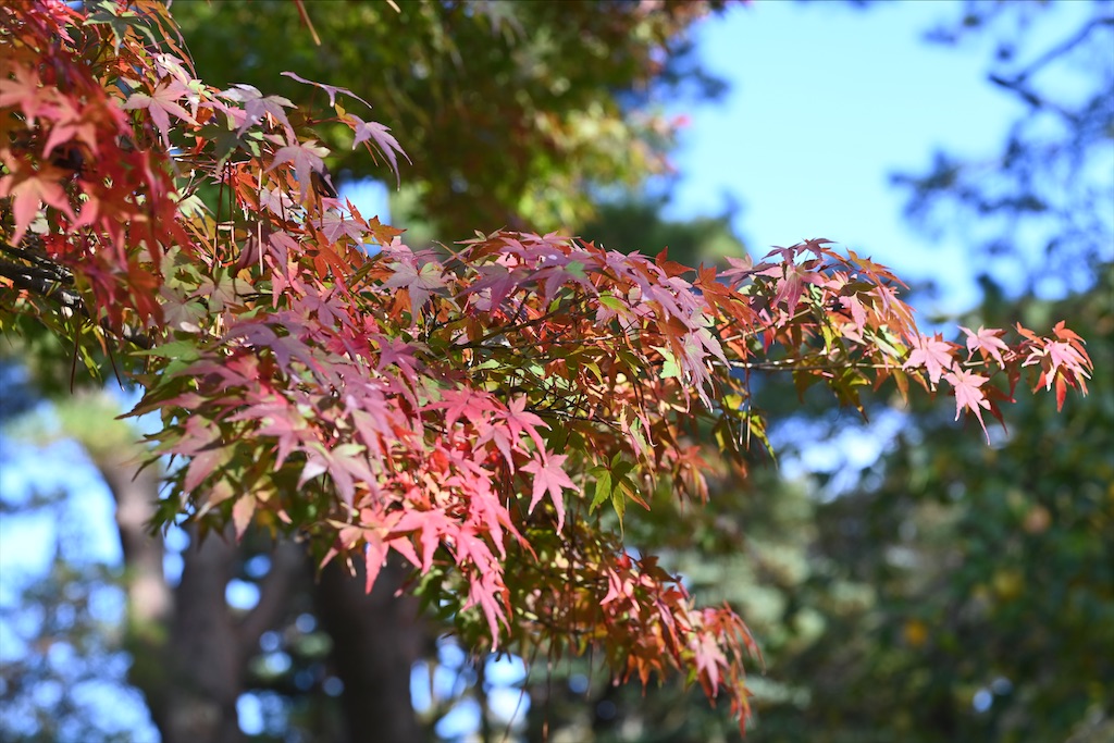 f:id:Nabe_verdy6:20220110191620j:plain