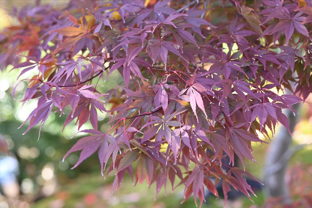 f:id:Nabe_verdy6:20220110191823j:plain