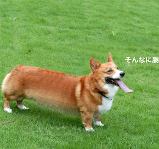 f:id:Nabetani:20060701123036j:image