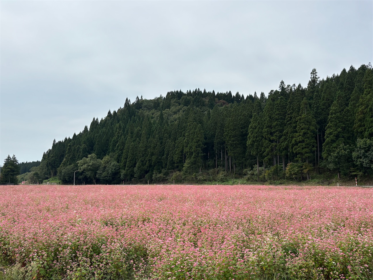 f:id:Nachthimmel:20260926153025j:image