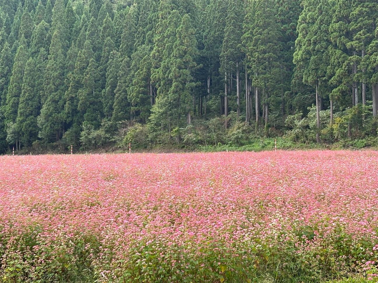 f:id:Nachthimmel:20260926153033j:image