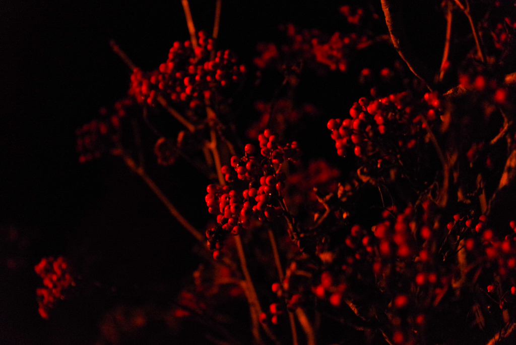 f:id:Nago121:20181203192532j:plain f:id:Nago121:20181203192532j:plain