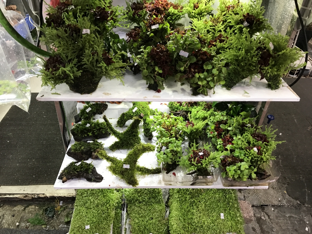 f:id:Nagoya1976:20170114142618j:plain