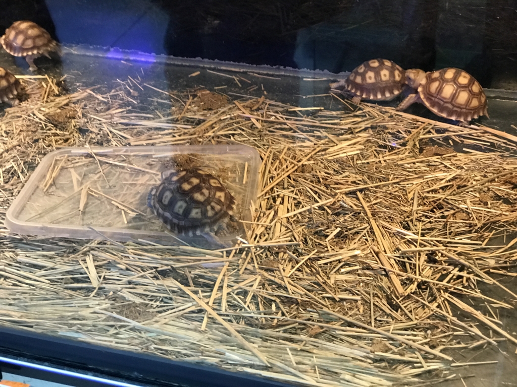 f:id:Nagoya1976:20170114203854j:plain