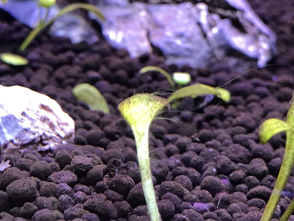 f:id:Nagoya1976:20181118165144j:plain