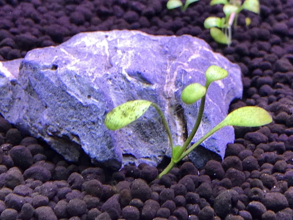 f:id:Nagoya1976:20181118165216j:plain