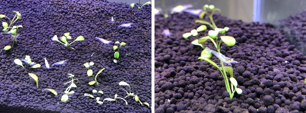 f:id:Nagoya1976:20181118165542j:plain