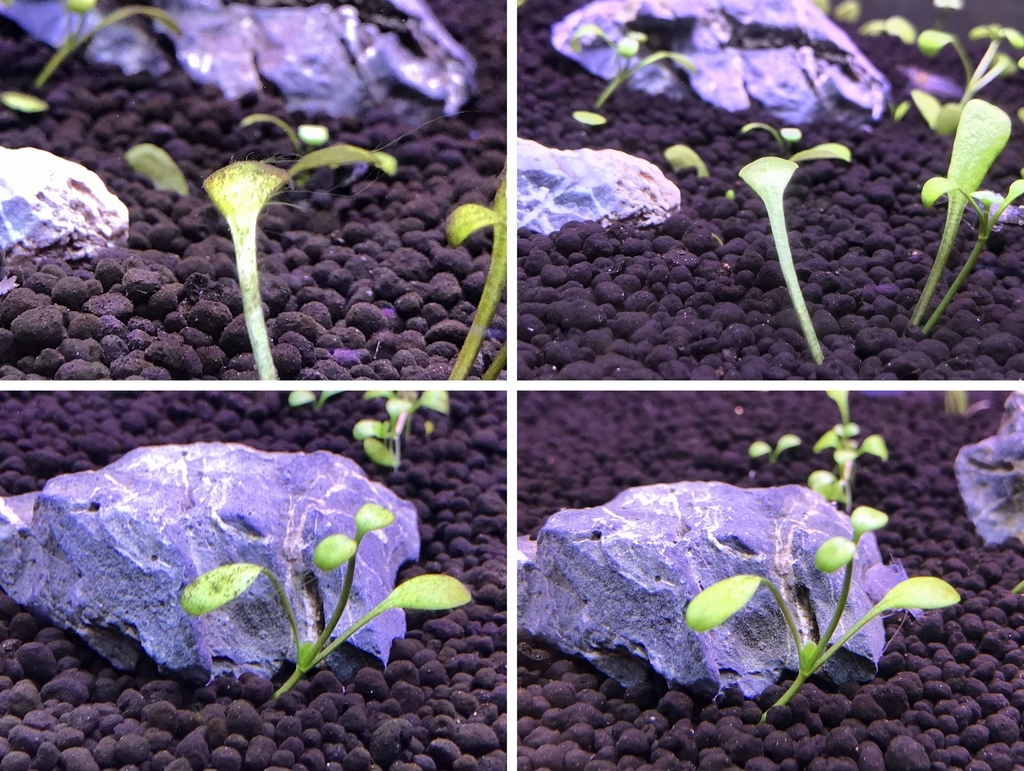 f:id:Nagoya1976:20181118165806j:plain