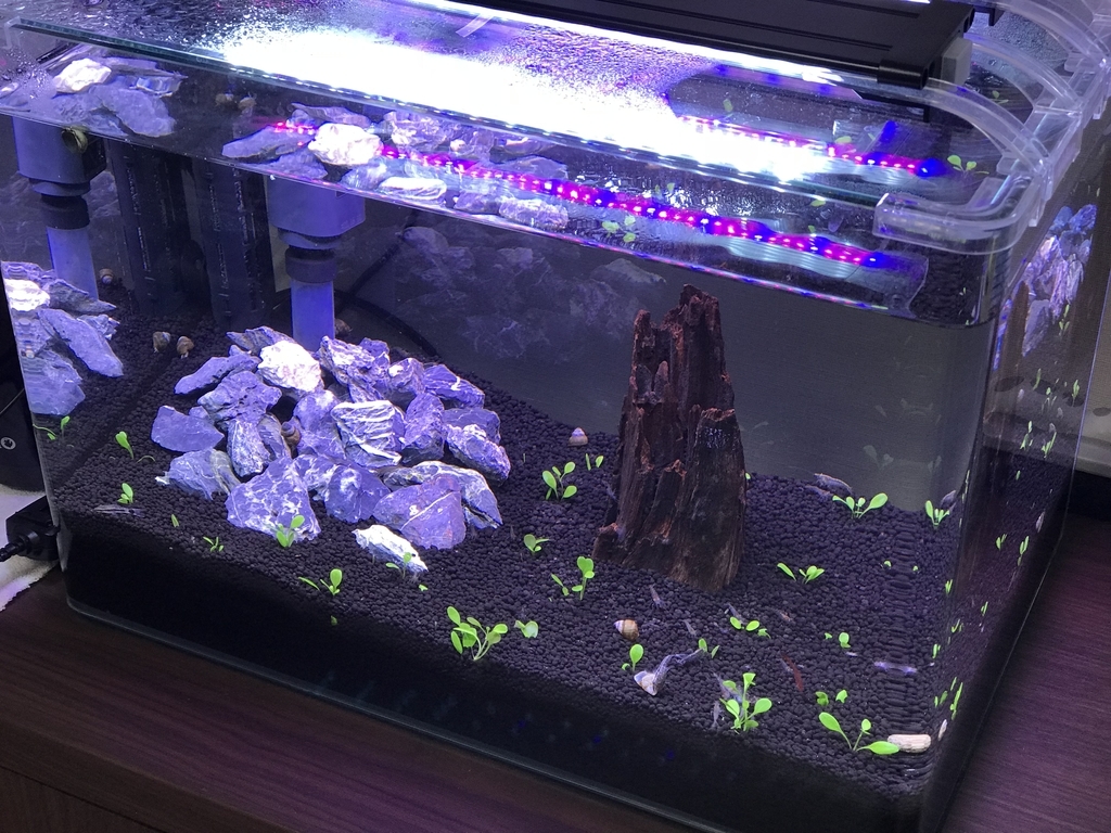 f:id:Nagoya1976:20181118170047j:plain