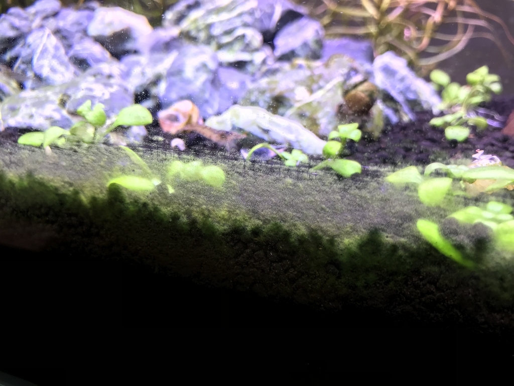 f:id:Nagoya1976:20181214104750j:plain