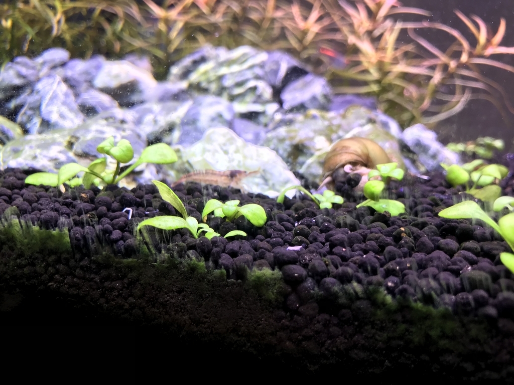 f:id:Nagoya1976:20181214105234j:plain