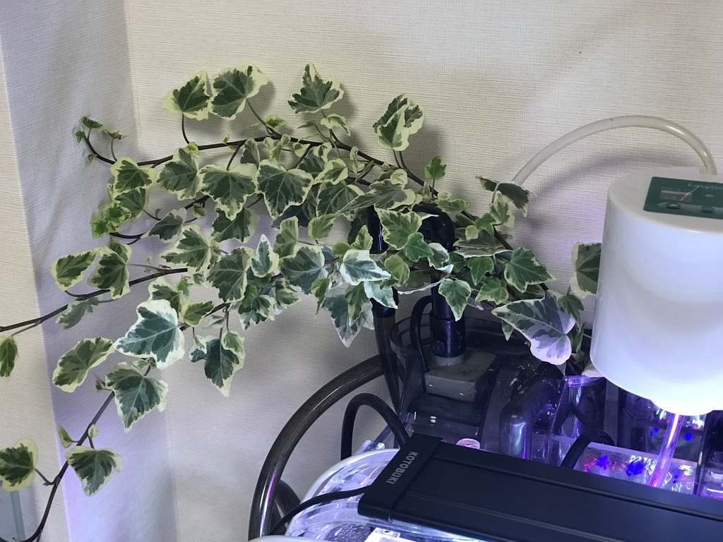 f:id:Nagoya1976:20181231101205j:plain f:id:Nagoya1976:20181231101205j:plain