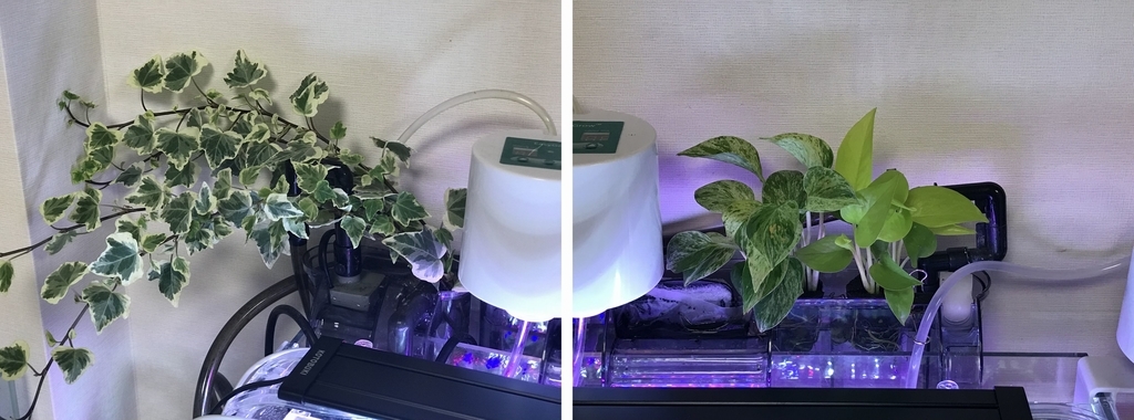 f:id:Nagoya1976:20181231101833j:plain f:id:Nagoya1976:20181231101833j:plain