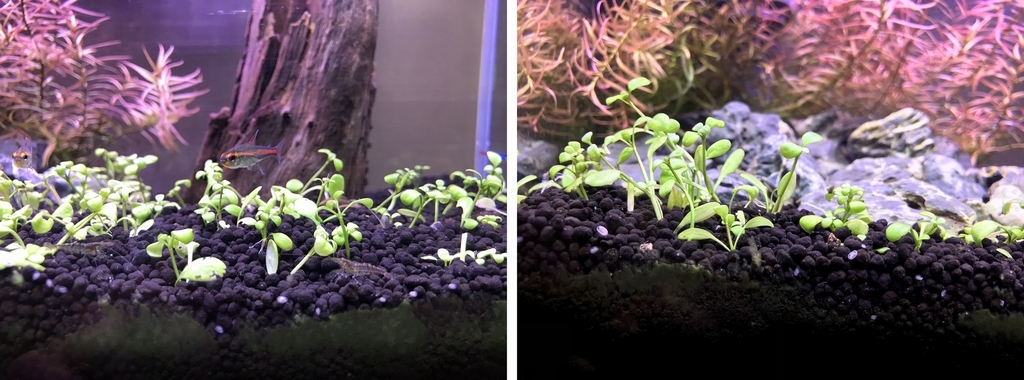 f:id:Nagoya1976:20181231102801j:plain f:id:Nagoya1976:20181231102801j:plain