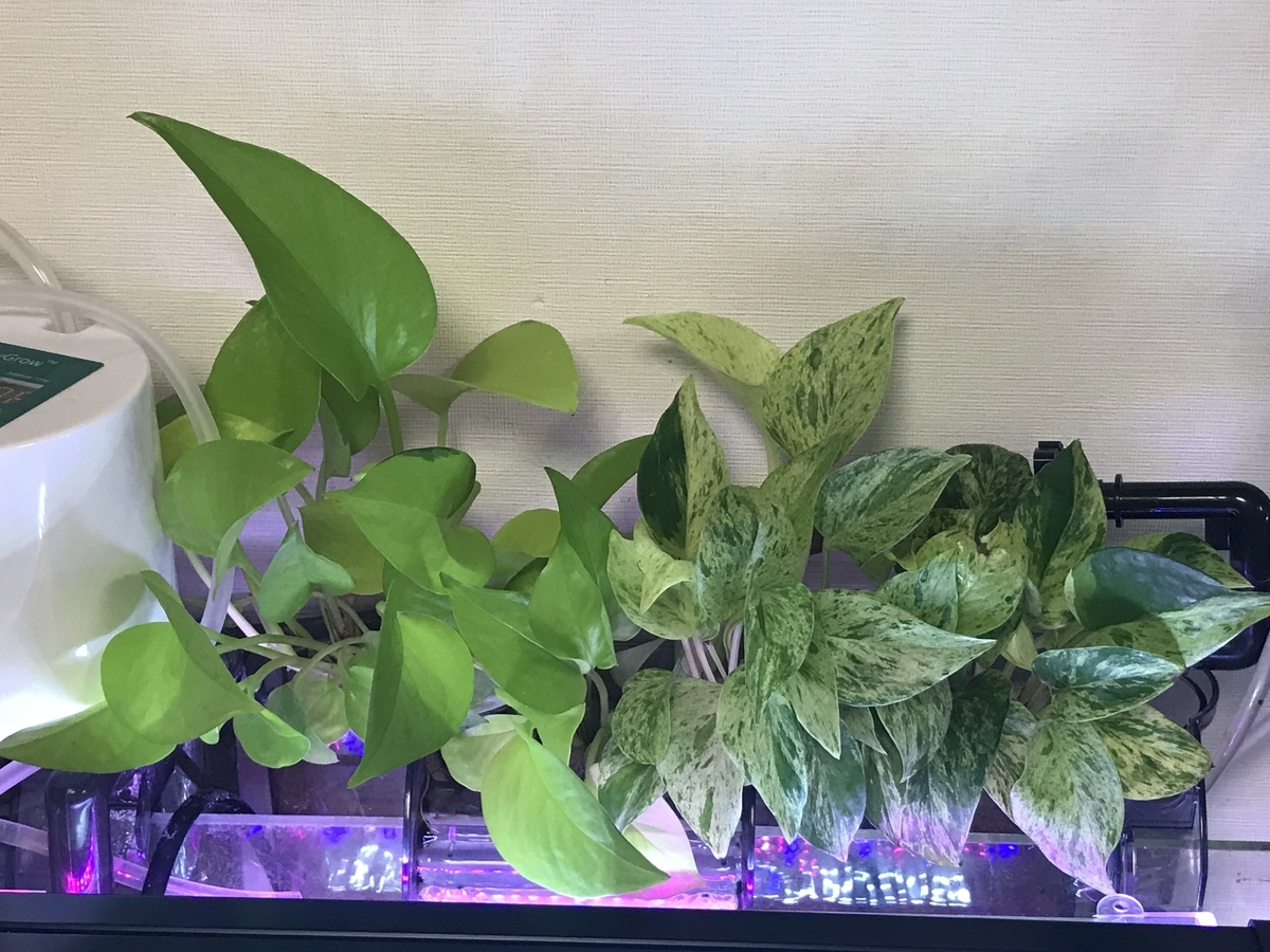 f:id:Nagoya1976:20190616164932j:plain f:id:Nagoya1976:20190616164932j:plain