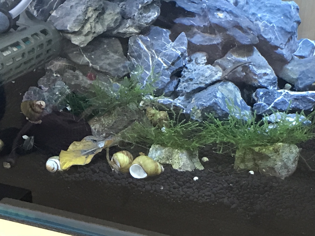 f:id:Nagoya1976:20190616170517j:plain f:id:Nagoya1976:20190616170517j:plain