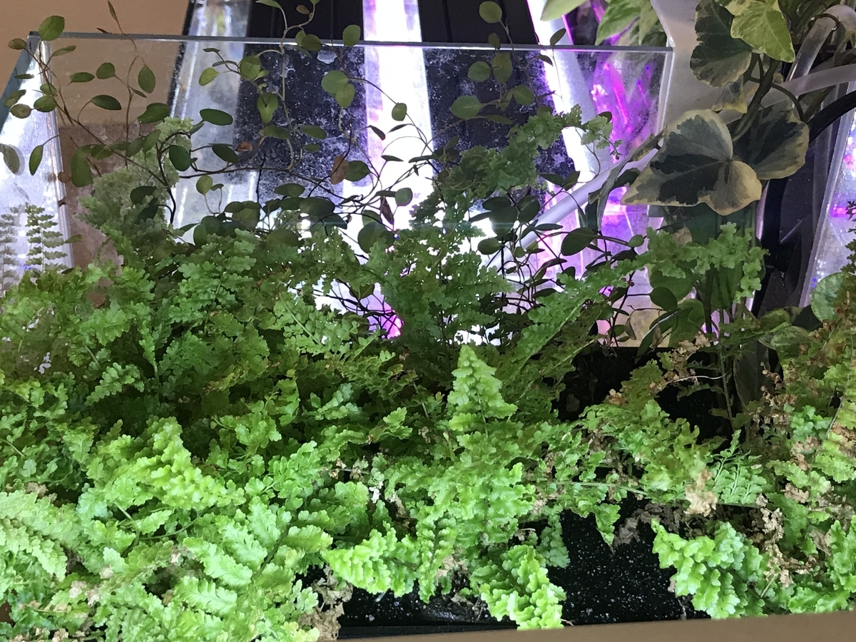 f:id:Nagoya1976:20190616171808j:plain f:id:Nagoya1976:20190616171808j:plain