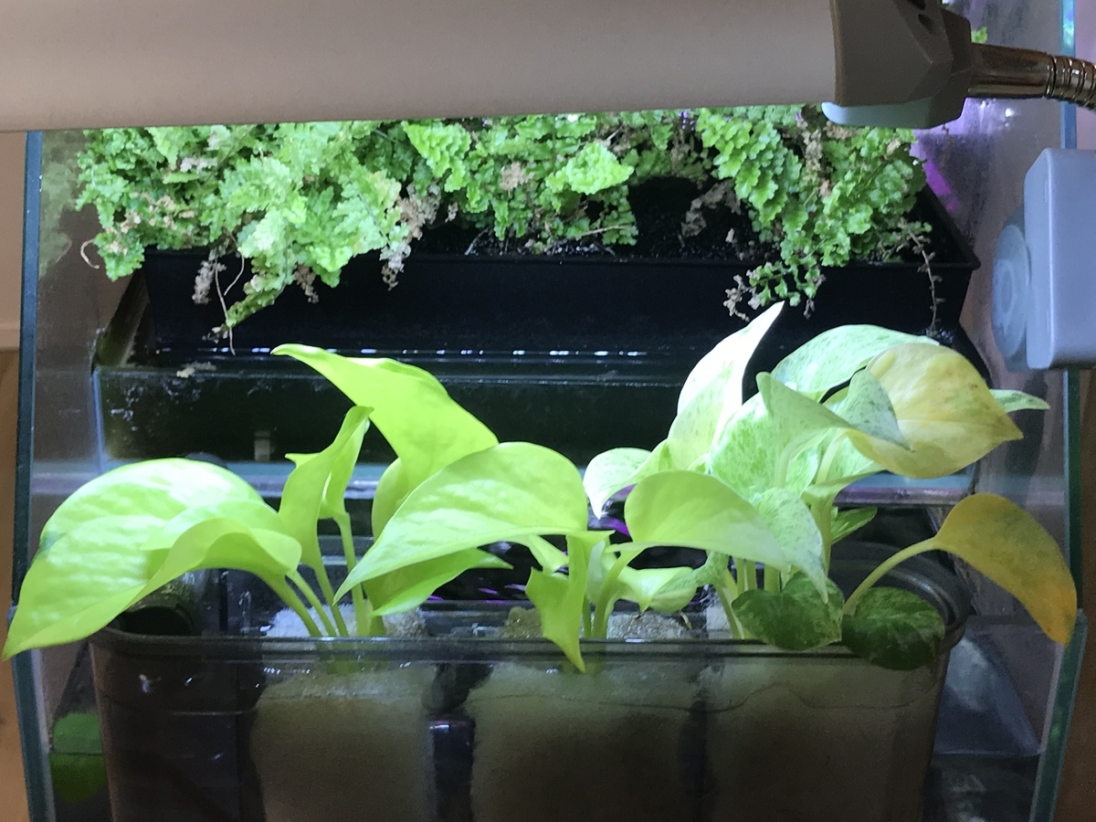 f:id:Nagoya1976:20190616174438j:plain f:id:Nagoya1976:20190616174438j:plain