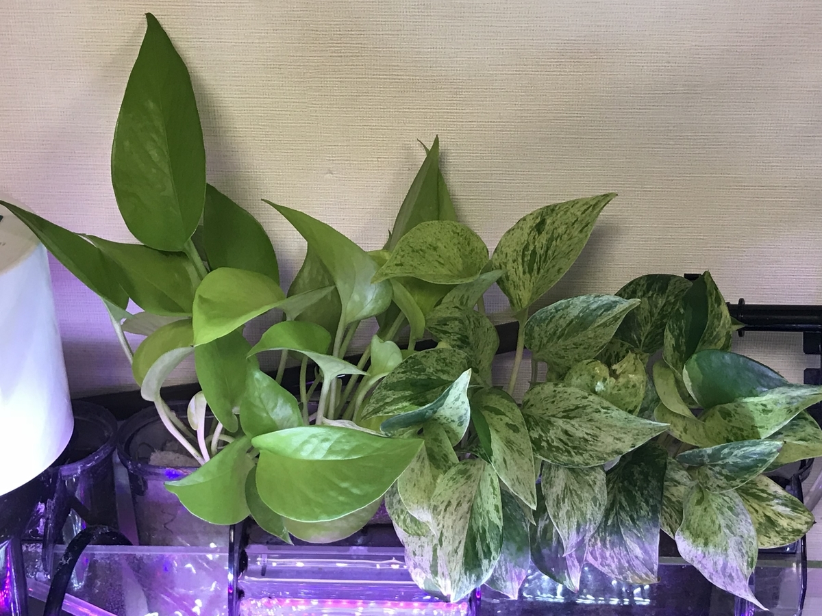 f:id:Nagoya1976:20190715165213j:plain