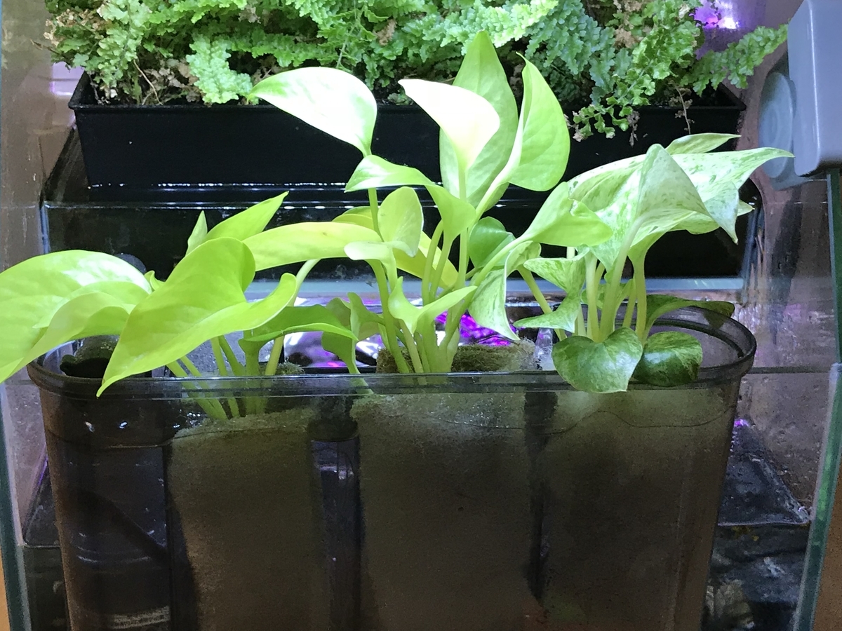 f:id:Nagoya1976:20190715170825j:plain