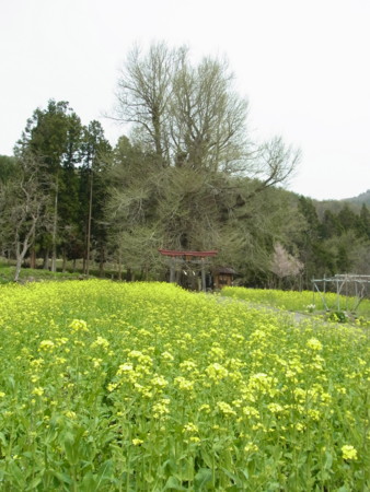 f:id:Nahoho:20110507003431j:image f:id:Nahoho:20110507003431j:image