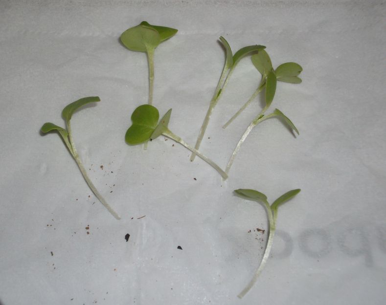 胚軸切断挿し木法2020年 - おいしい菜自然菜園