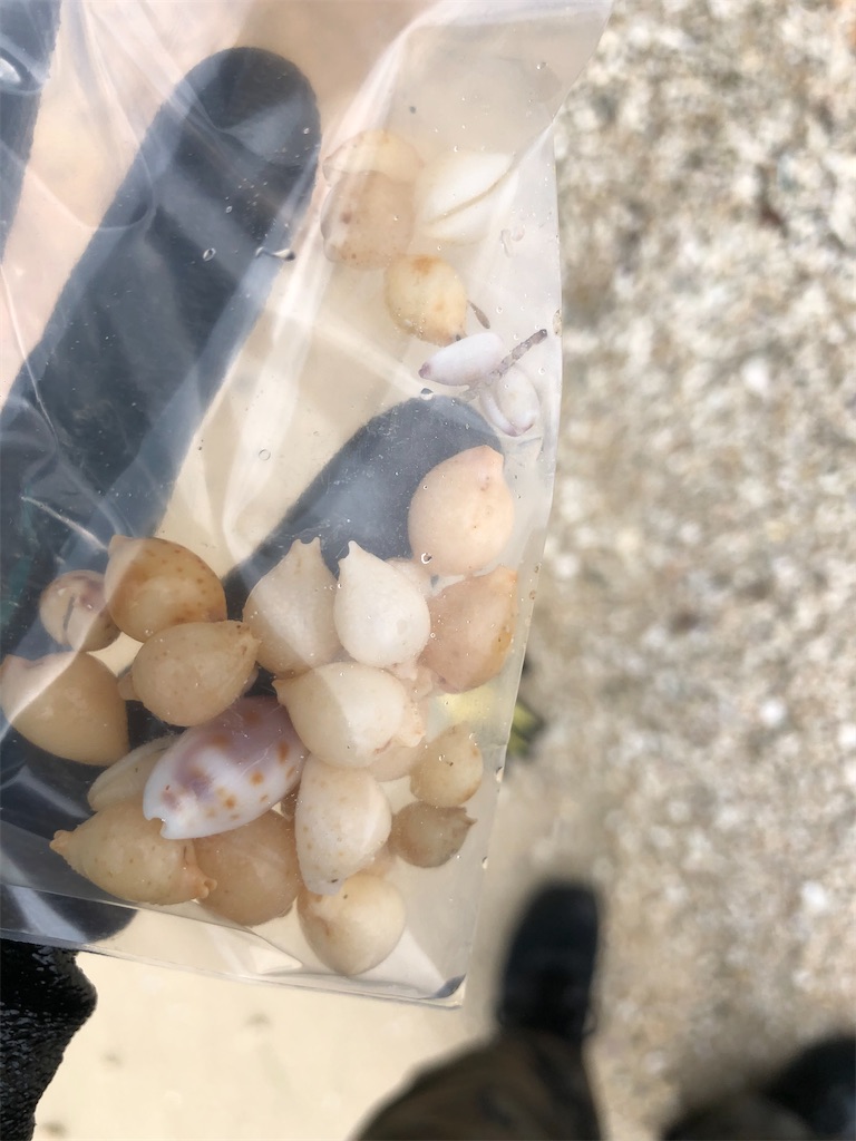 f:id:Nakakichi_shell:20200324075716j:image