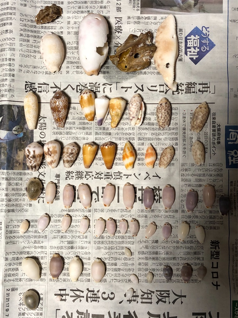 f:id:Nakakichi_shell:20200324222457j:image