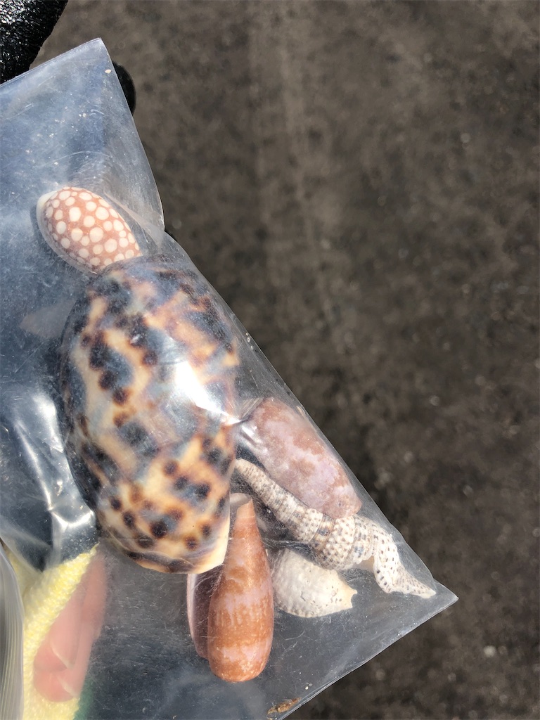 f:id:Nakakichi_shell:20200404122121j:image