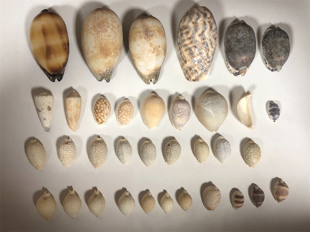 f:id:Nakakichi_shell:20200413145457j:image