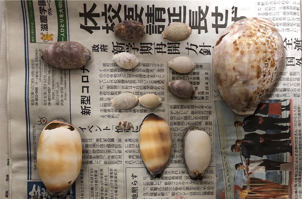 f:id:Nakakichi_shell:20200915223125j:image