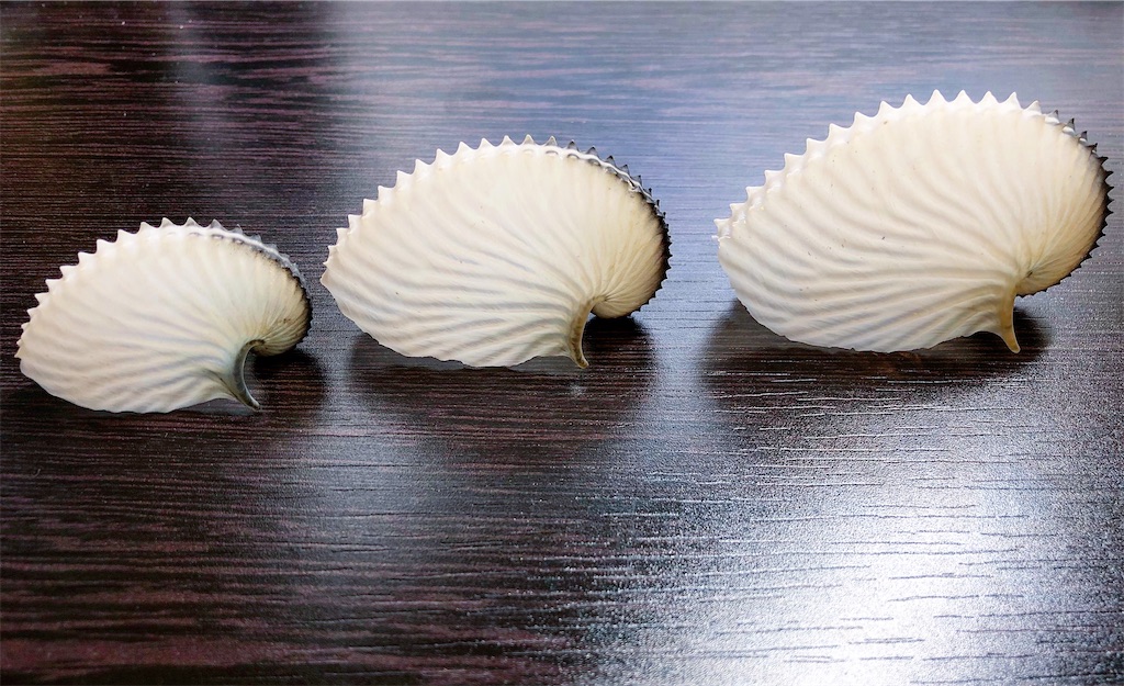 f:id:Nakakichi_shell:20210212010807j:image