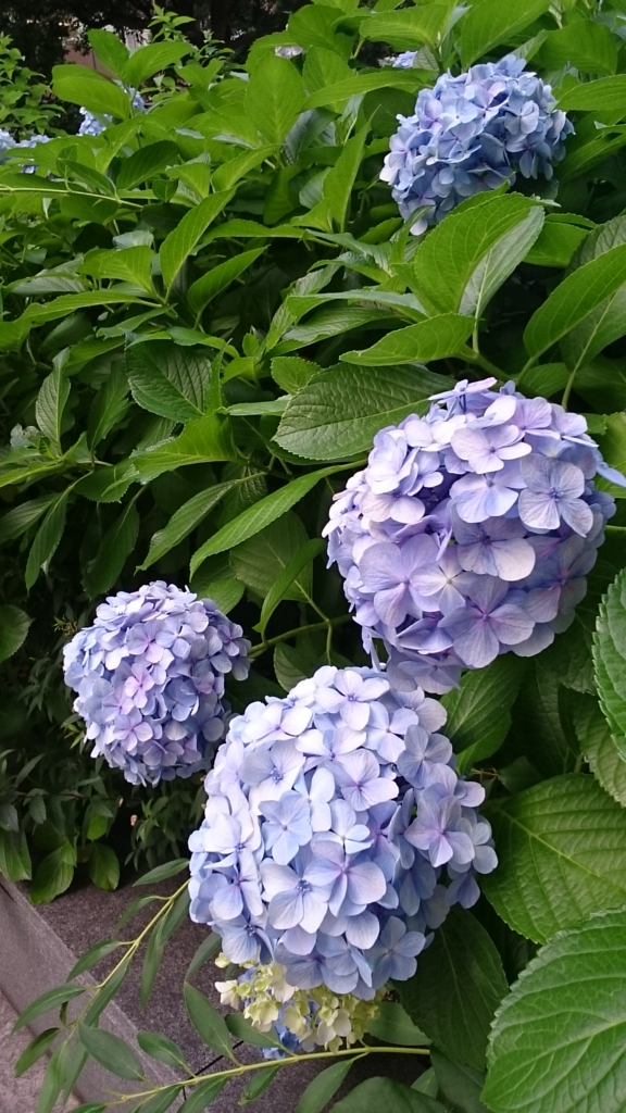 f:id:Nakamuu:20160802174547j:plain