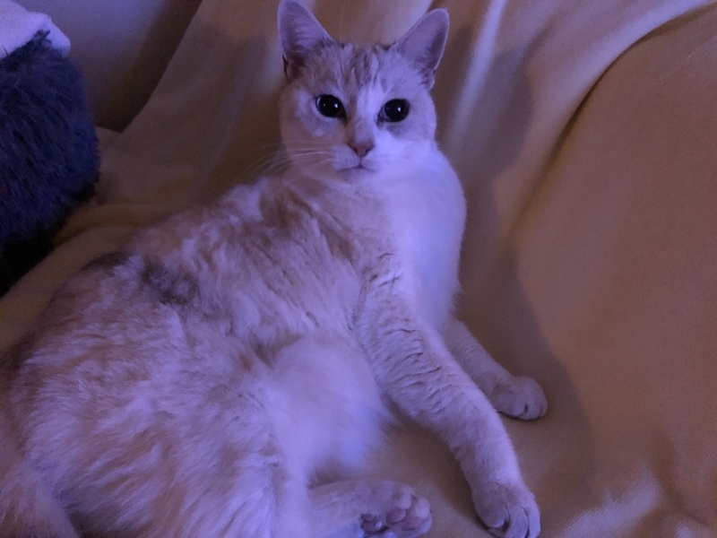 f:id:Nakamuu:20210131052305j:plain