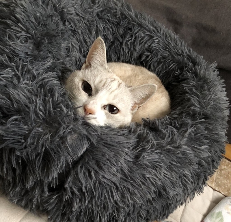 f:id:Nakamuu:20210214165737j:plain