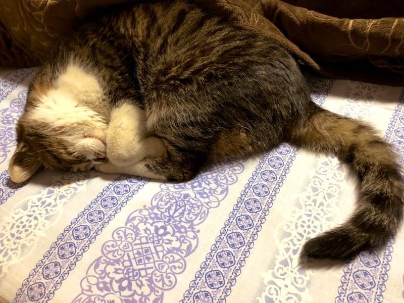 f:id:Nakamuu:20210214165813j:plain