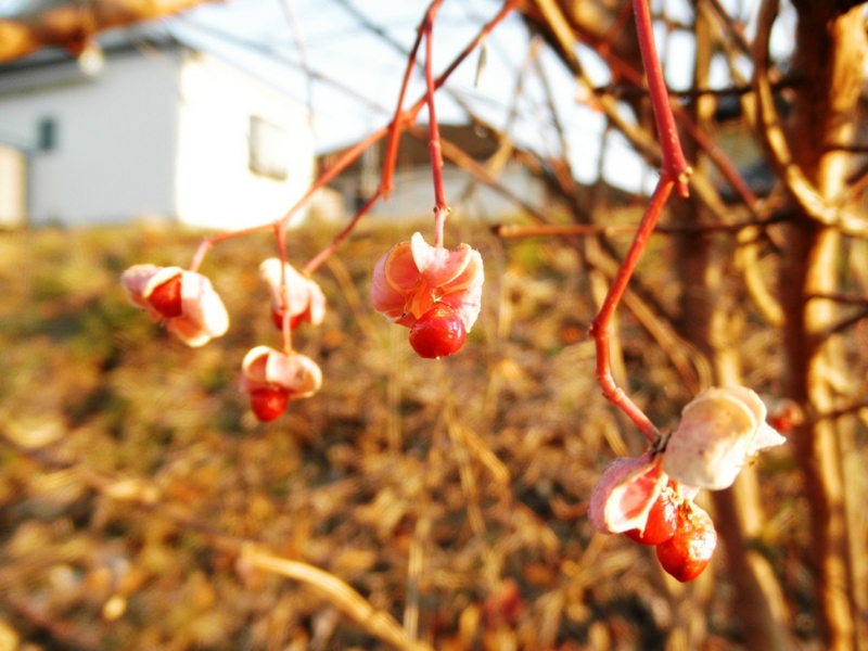 2011/12/31/マユミ？