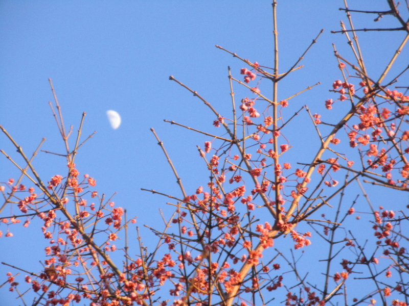 2012/01/02/マユミ