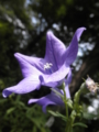 2012/07/23/キキョウ
