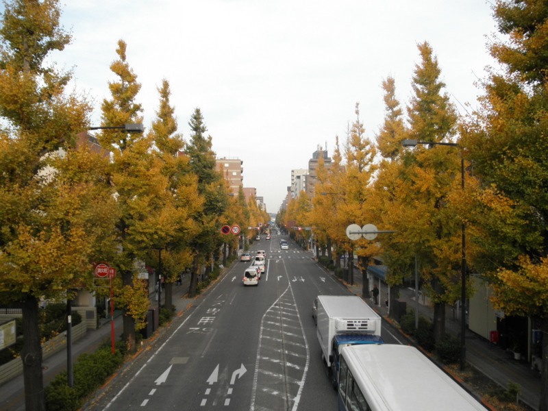 2012/11/22/イチョウ並木