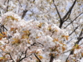 2013/04/05/サクラ「八房桜」