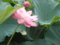 2013/08/08/ハス１