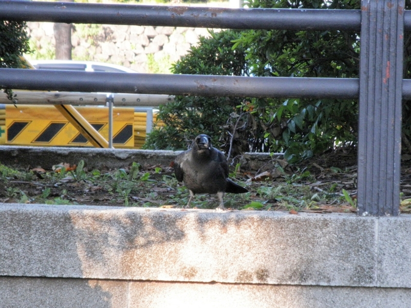 2013/10/27/カラス