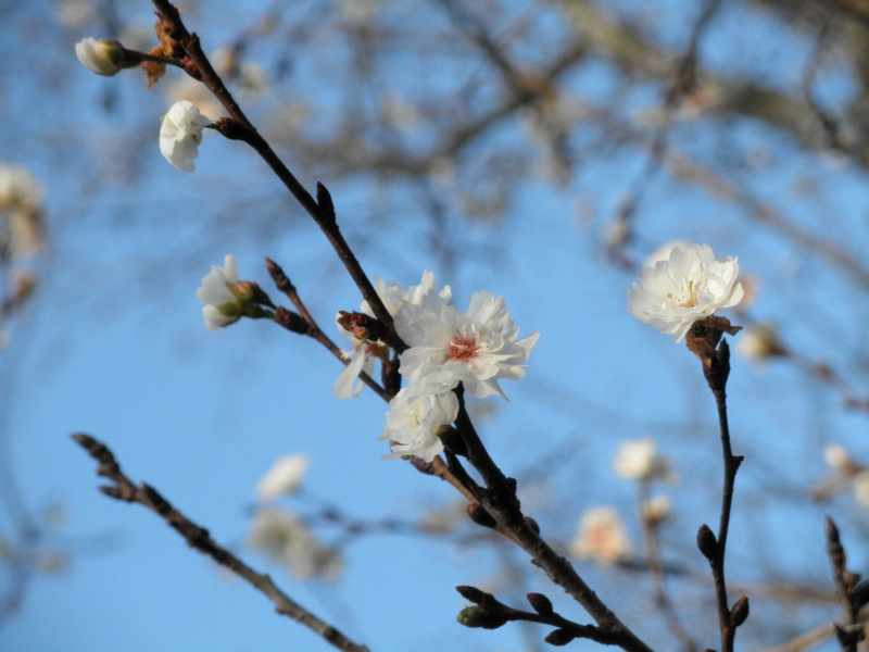 2013年12月07日サクラ「子福桜」