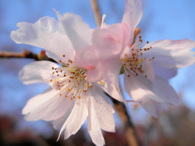 2013年12月07日サクラ「十月桜」